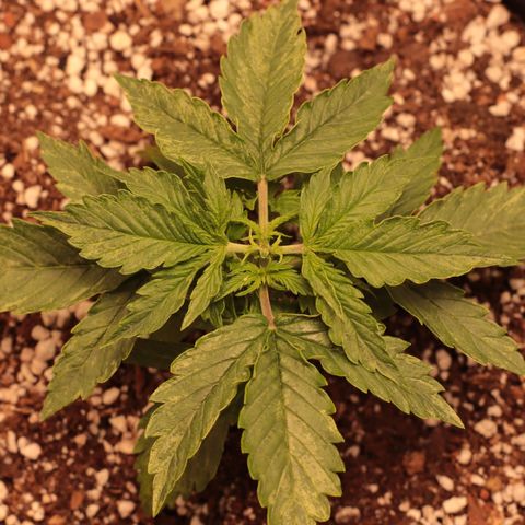 Padmé Amídala growlog timeline photo