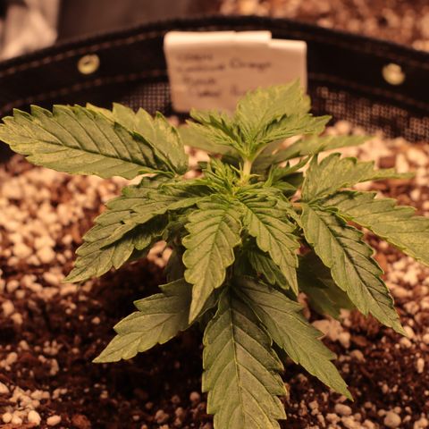 Padmé Amídala growlog timeline photo