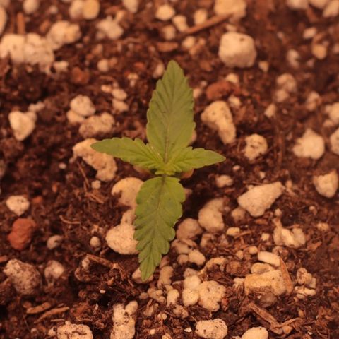 Princess Leia  growlog timeline photo