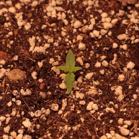 Princess Leia  growlog timeline photo