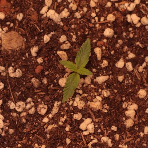Princess Leia  growlog timeline photo