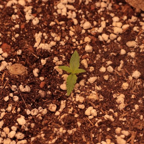 Princess Leia  growlog timeline photo
