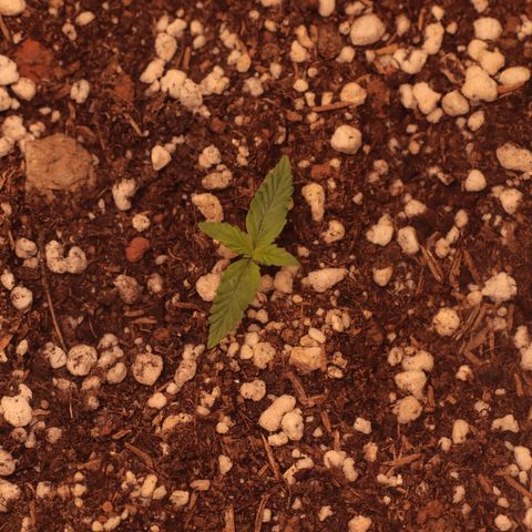 Princess Leia  growlog timeline photo