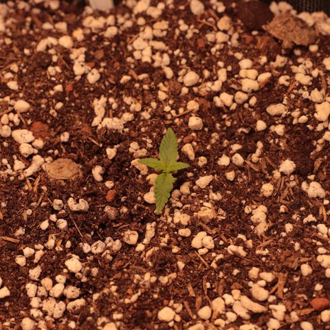 Princess Leia  growlog timeline photo