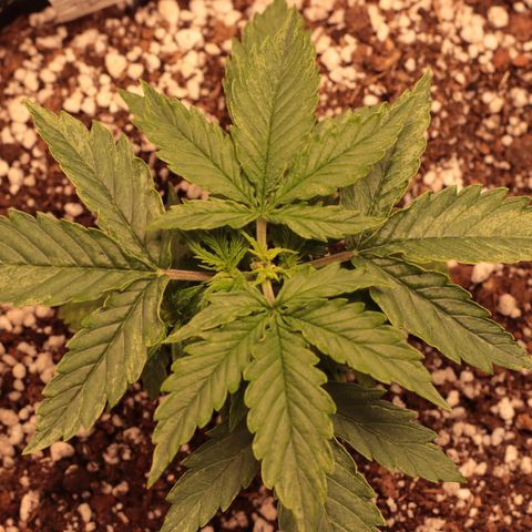 Padmé Amídala growlog timeline photo