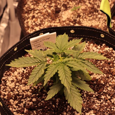Padmé Amídala growlog timeline photo