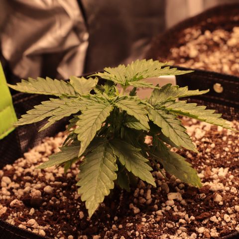 Padmé Amídala growlog timeline photo