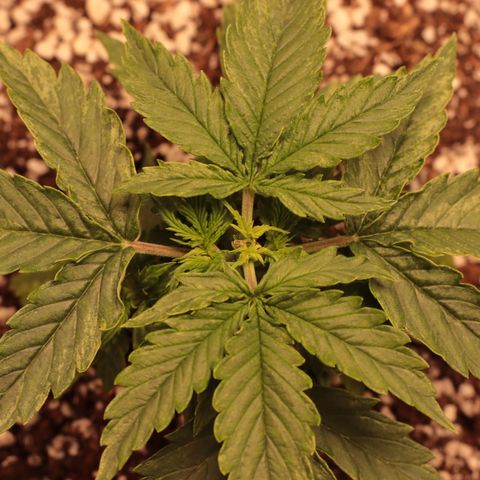 Padmé Amídala growlog timeline photo