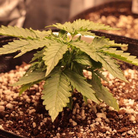 Padmé Amídala growlog timeline photo