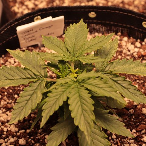 Padmé Amídala growlog timeline photo