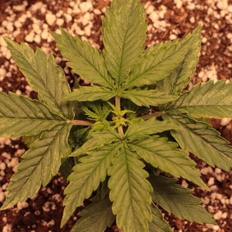 Padmé Amídala growlog timeline photo