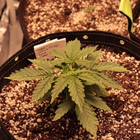 Padmé Amídala growlog timeline photo
