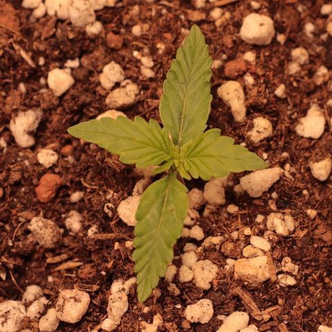 Princess Leia  growlog timeline photo
