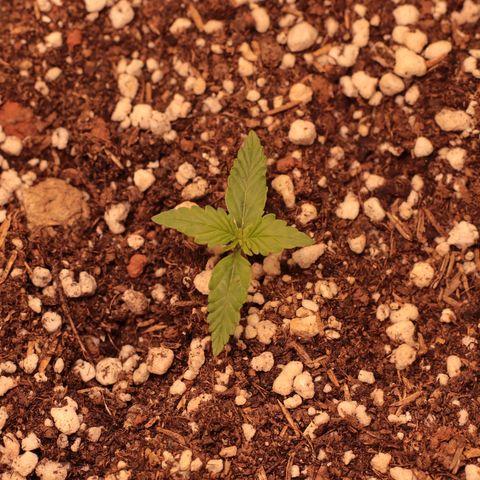 Princess Leia  growlog timeline photo