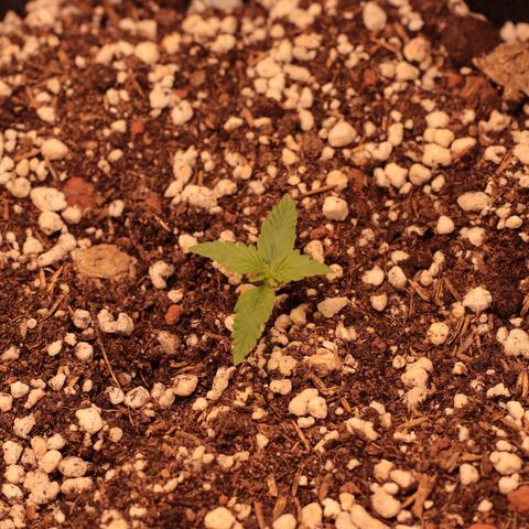 Princess Leia  growlog timeline photo