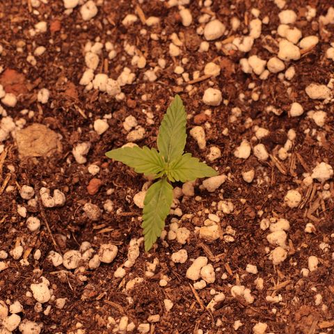 Princess Leia  growlog timeline photo