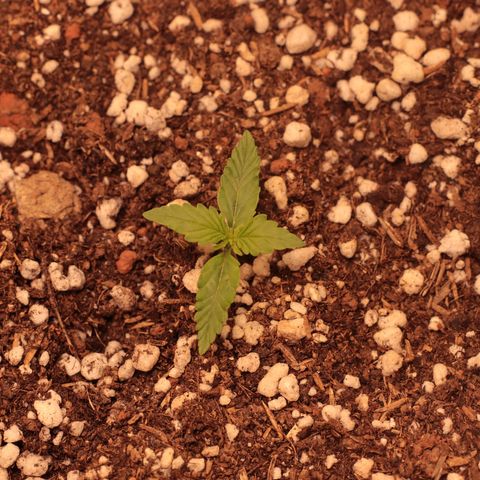 Princess Leia  growlog timeline photo