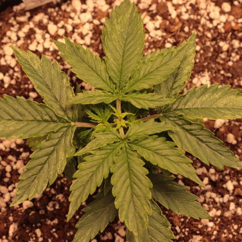 Padmé Amídala growlog timeline photo