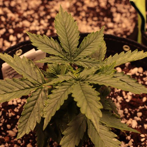 Padmé Amídala growlog timeline photo