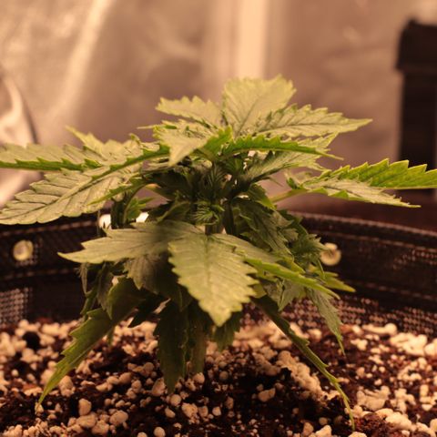 Padmé Amídala growlog timeline photo