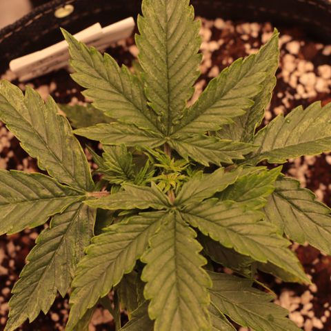 Padmé Amídala growlog timeline photo