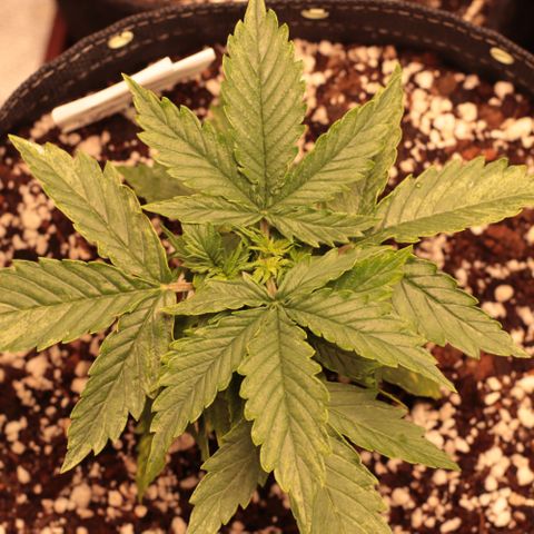 Padmé Amídala growlog timeline photo