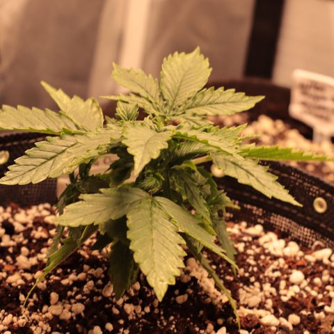 Padmé Amídala growlog timeline photo