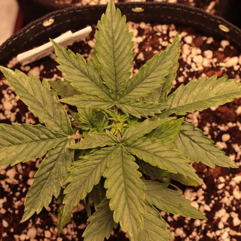 Padmé Amídala growlog timeline photo