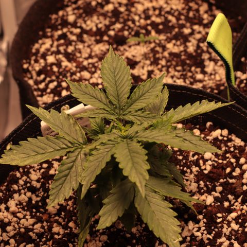 Padmé Amídala growlog timeline photo