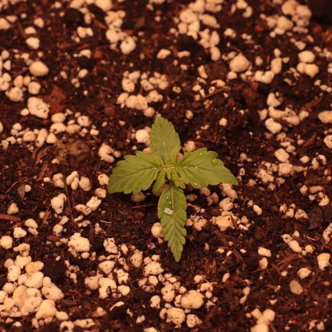 Princess Leia  growlog timeline photo