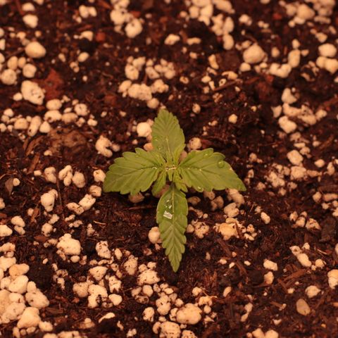 Princess Leia  growlog timeline photo
