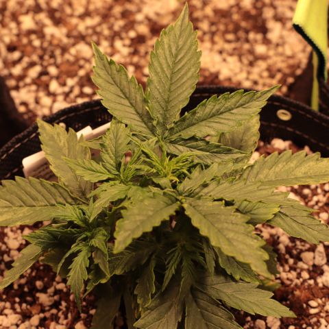Padmé Amídala growlog timeline photo