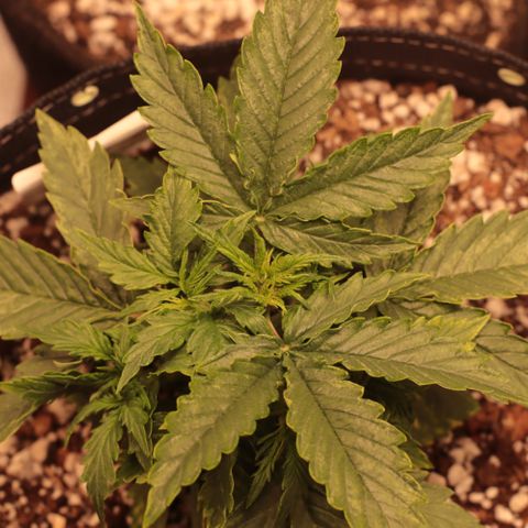 Padmé Amídala growlog timeline photo