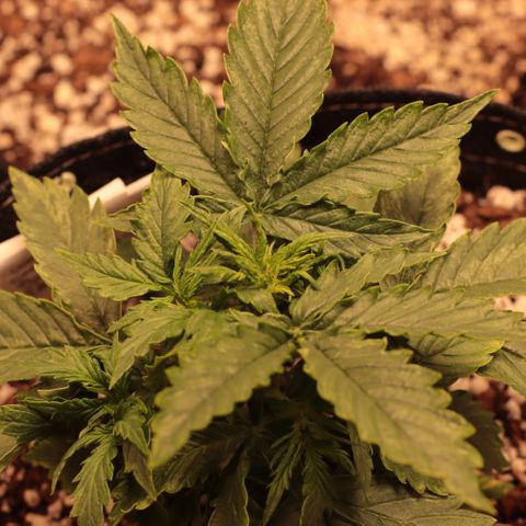 Padmé Amídala growlog timeline photo