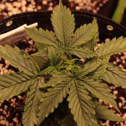 Padmé Amídala growlog timeline photo
