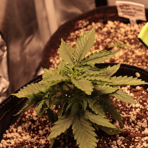 Padmé Amídala growlog timeline photo