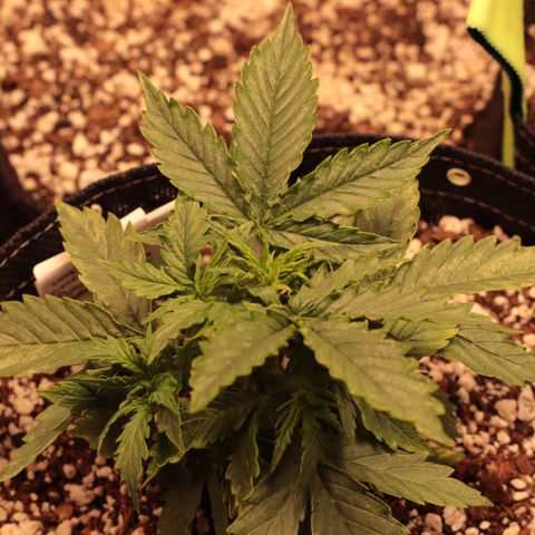 Padmé Amídala growlog timeline photo