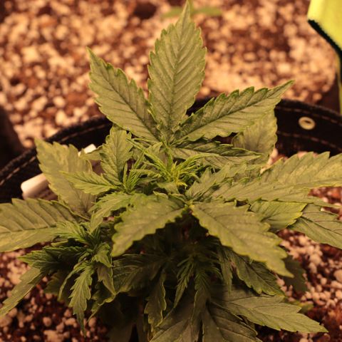 Padmé Amídala growlog timeline photo