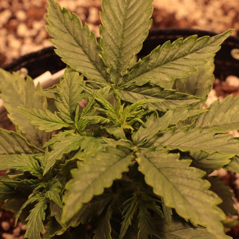 Padmé Amídala growlog timeline photo