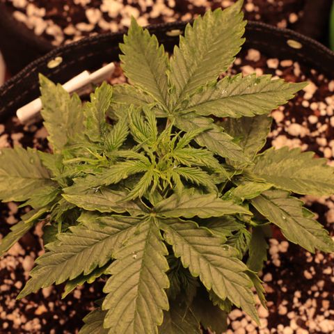 Padmé Amídala growlog timeline photo