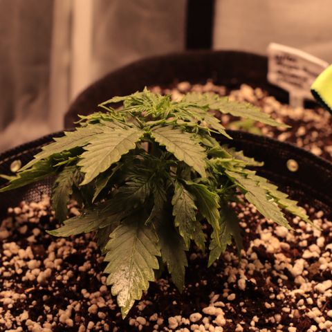 Padmé Amídala growlog timeline photo