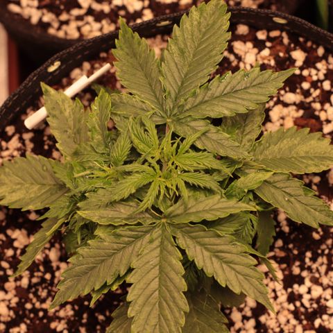 Padmé Amídala growlog timeline photo