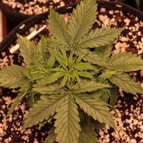 Padmé Amídala growlog timeline photo