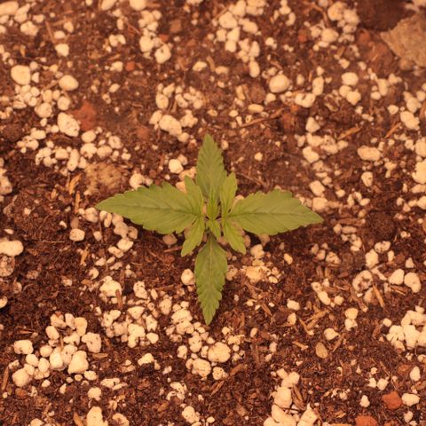 Princess Leia  growlog timeline photo