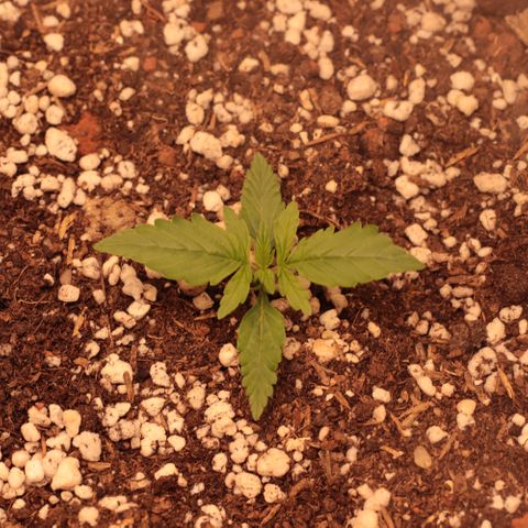Princess Leia  growlog timeline photo