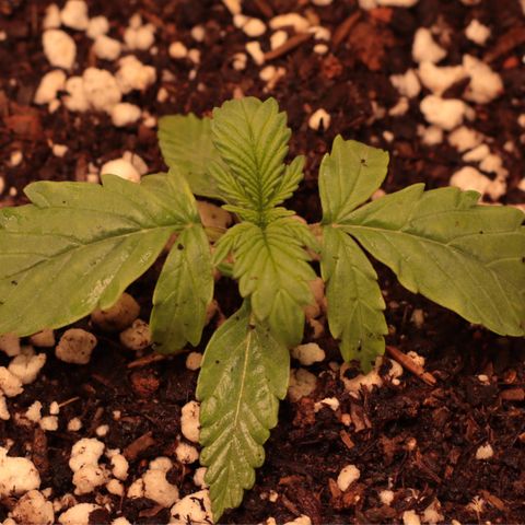 Princess Leia  growlog timeline photo