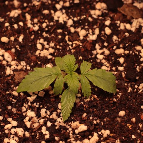 Princess Leia  growlog timeline photo