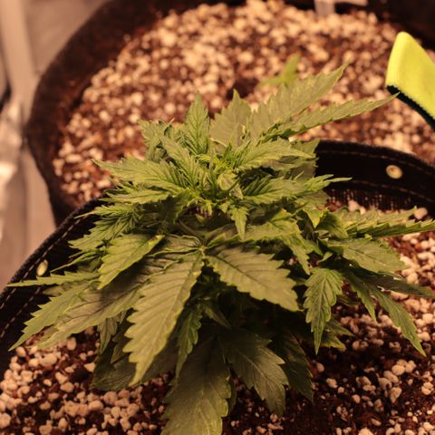 Padmé Amídala growlog timeline photo