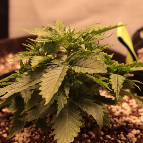 Padmé Amídala growlog timeline photo