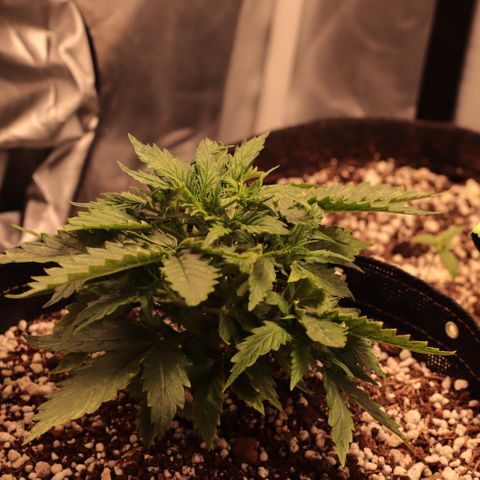 Padmé Amídala growlog timeline photo